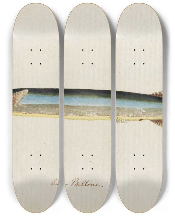 Triptych art skateboard deck of Peder Ascanius Icones Rerum Naturalium Ou Figures Enlumines Dhistoire Naturelle Du Nord Pl06 by Peder Ascanius (1723-1803)