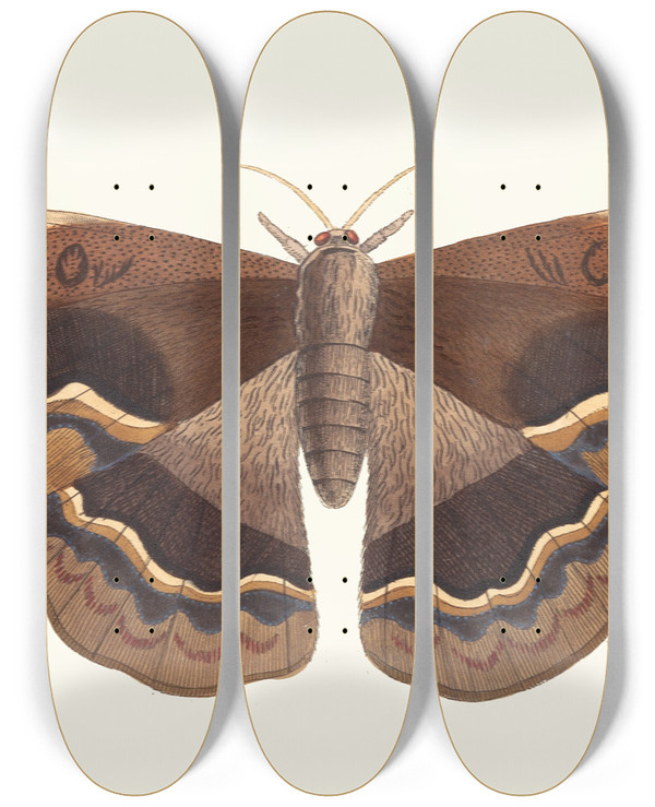 Triptych art skateboard deck of George Shaw Sylla by George Shaw (1751-1813)