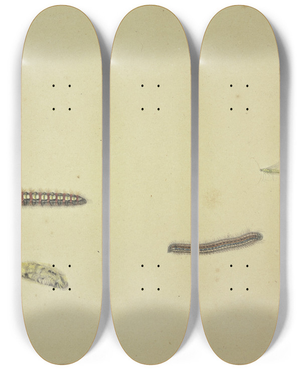 Triptych art skateboard deck of Rochus Van Veen Zwei Raupen Eine Puppe Und Eine Eintagsfliege by Rochus van Veen (1630-1693)