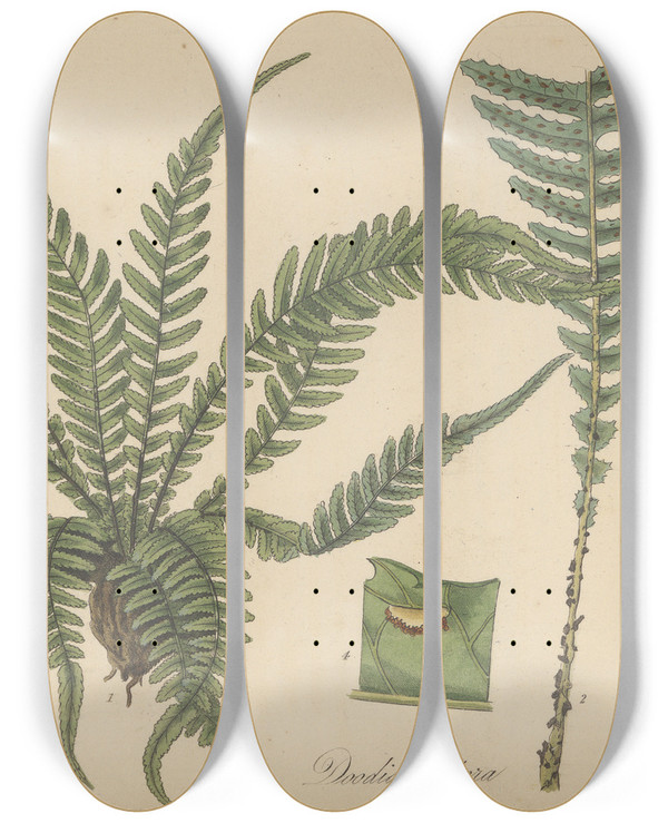 Triptych art skateboard deck of William Jackson Hooker Doodia Aspera by William Jackson Hooker (1785-1865)