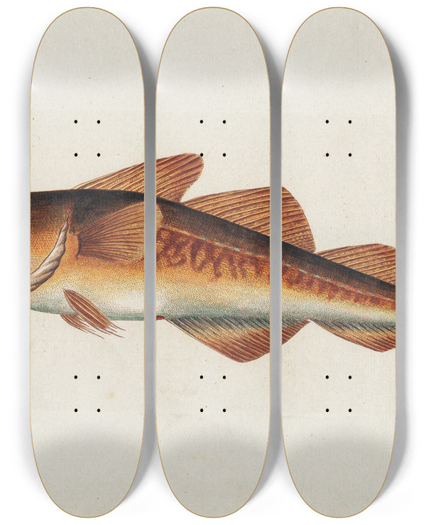 Triptych art skateboard deck of Peder Ascanius Icones Rerum Naturalium Ou Figures Enlumines Dhistoire Naturelle Du Nord Pl05 by Peder Ascanius (1723-1803)