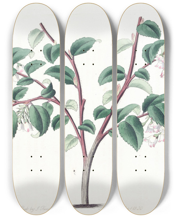 Triptych art skateboard deck of Sydenham Edwards Ovateleaved Bilberry by Sydenham Edwards (1768-1819)