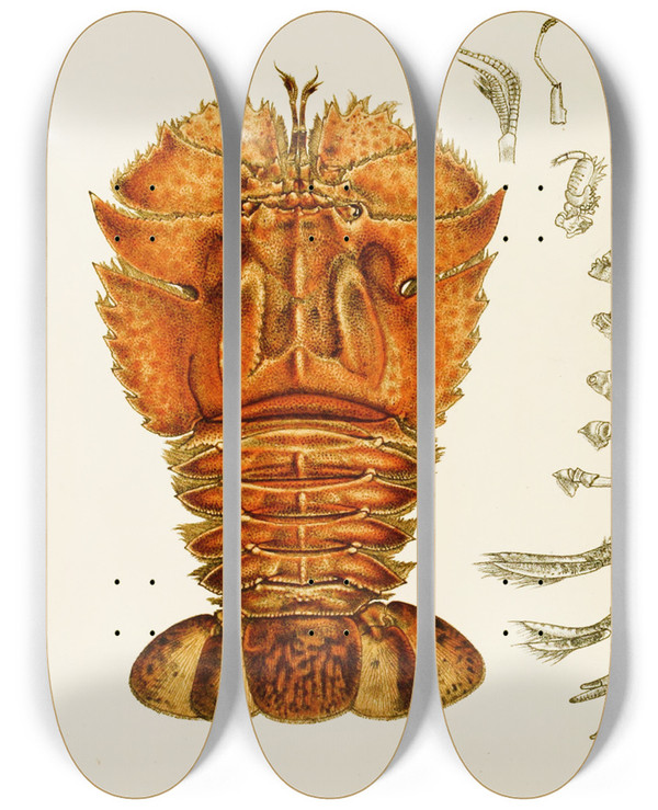 Triptych art skateboard deck of Frederick Mccoy Crustacea V by Frederick Mccoy (1817-1899)