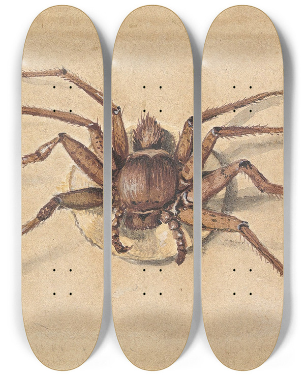 Triptych art skateboard deck of Jan Vincentsz Van Der Vinne A Spider by Jan Vincentsz van der Vinne (1663-1721)