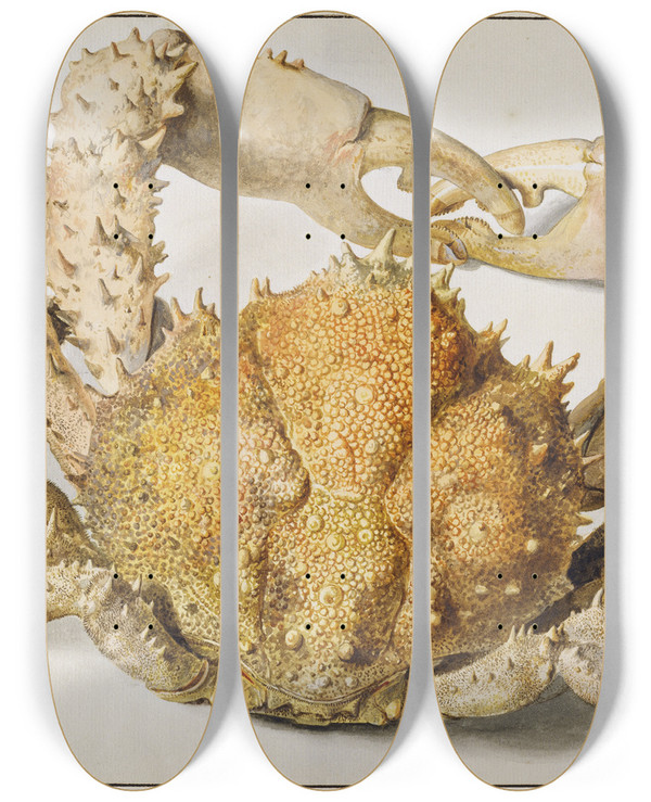 Triptych art skateboard deck of Jan Van Huysum A Crab by Jan Van Huysum (1682-1749)
