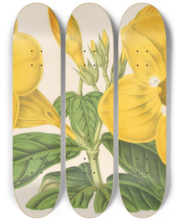 Triptych art skateboard deck of Charles Antoine Lemaire Allamanda Hendersoni by Charles Antoine Lemaire (1800-1871)