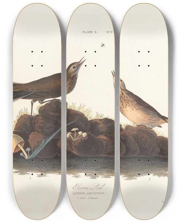 Triptych art skateboard deck of John James Audubon Brown Lark by John James Audubon (1785-1851)