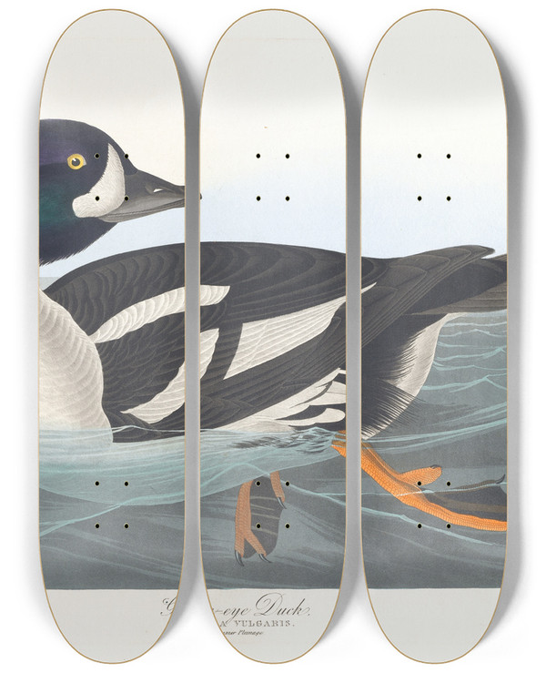 Triptych art skateboard deck of John James Audubon Goldeneye Duck by John James Audubon (1785-1851)