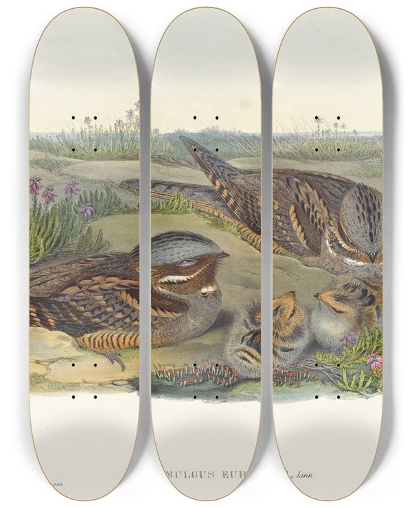 Triptych art skateboard deck of John Gould Caprimulgus Europaeus Nightjar by John Gould (1804-1881)