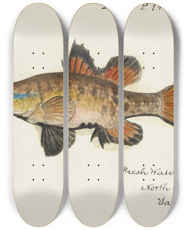 Triptych art skateboard deck of Frank Edward Clarke Nannoperca Australis Tas Eel by Frank Edward Clarke (1849-1899)