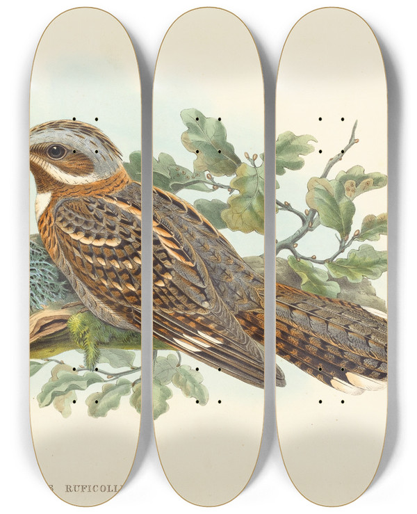 Triptych art skateboard deck of John Gould Caprimulgus Ruficollis by John Gould (1804-1881)