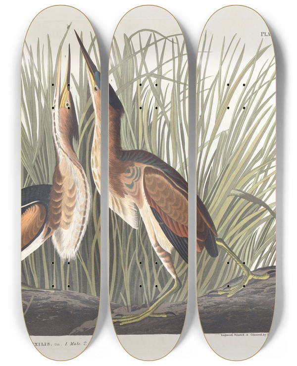 Triptych art skateboard deck of John James Audubon Least Bittern by John James Audubon (1785-1851)