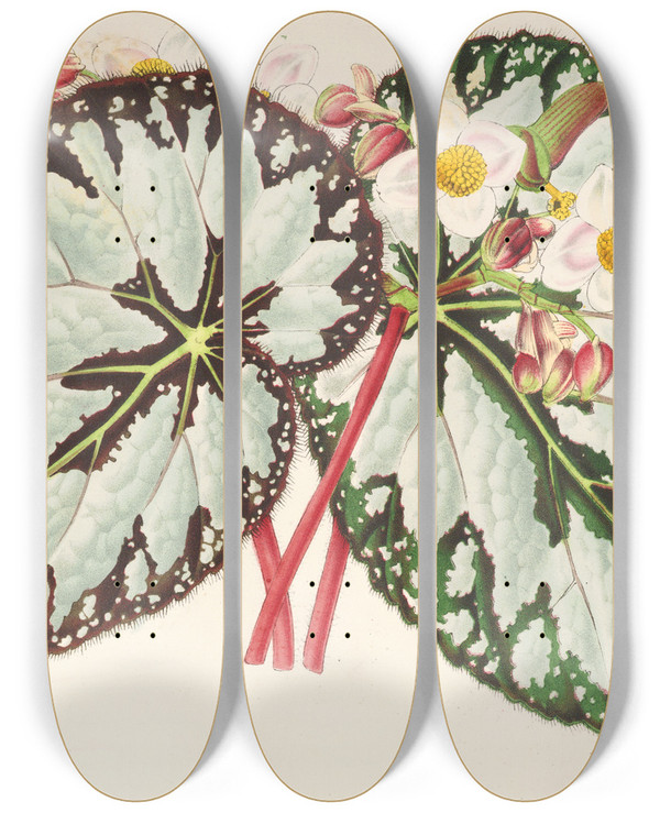 Triptych art skateboard deck of Charles Antoine Lemaire Begonia Charles Wagner by Charles Antoine Lemaire (1800-1871)