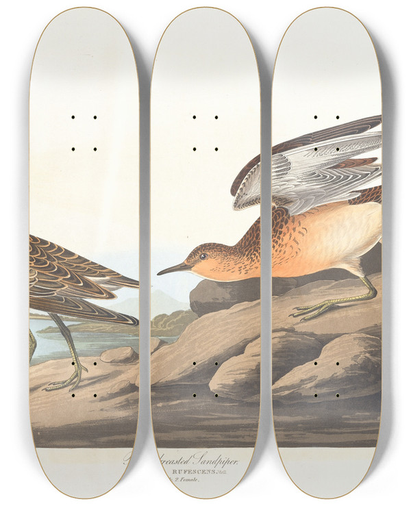 Triptych art skateboard deck of John James Audubon Buff Breasted Sandpiper by John James Audubon (1785-1851)