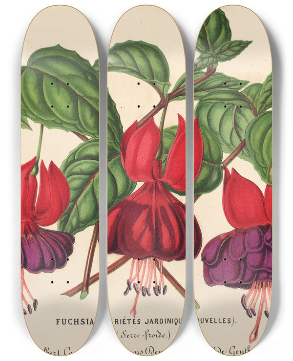Triptych art skateboard deck of Charles Antoine Lemaire Fuchsia Varits Jardiniques De by Charles Antoine Lemaire (1800-1871)