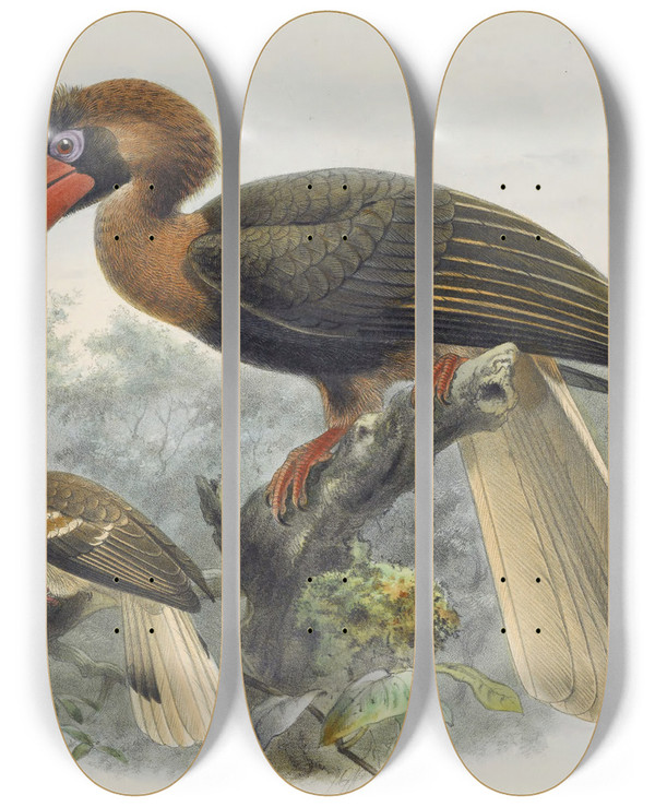 Triptych art skateboard deck of Daniel Giraud Elliot Hydrocorax Planicornis by Daniel Giraud Elliot (1835-1915)