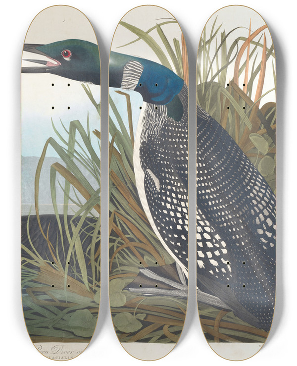 Triptych art skateboard deck of John James Audubon Great Northern Diver Or Loon by John James Audubon (1785-1851)