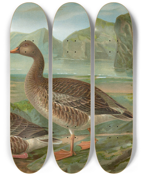 Triptych art skateboard deck of Johann Friedrich Naumann Anser Fabalis Lath by Johann Friedrich Naumann (1780-1857)