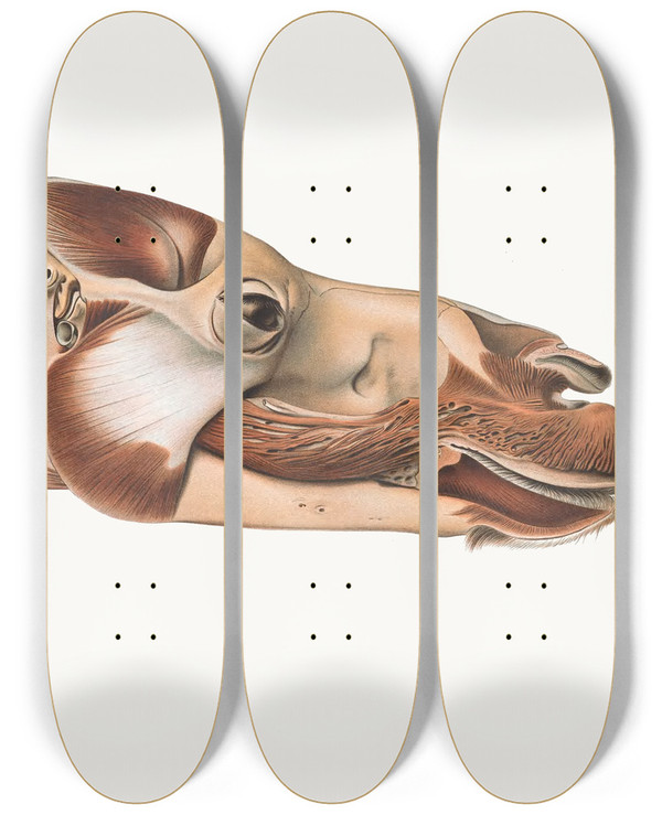 Triptych art skateboard deck of Johan Erik Vesti Boas Head Of Dromedary After Removal Of Facial Muscles by Johan Erik Vesti Boas (1855-1935)