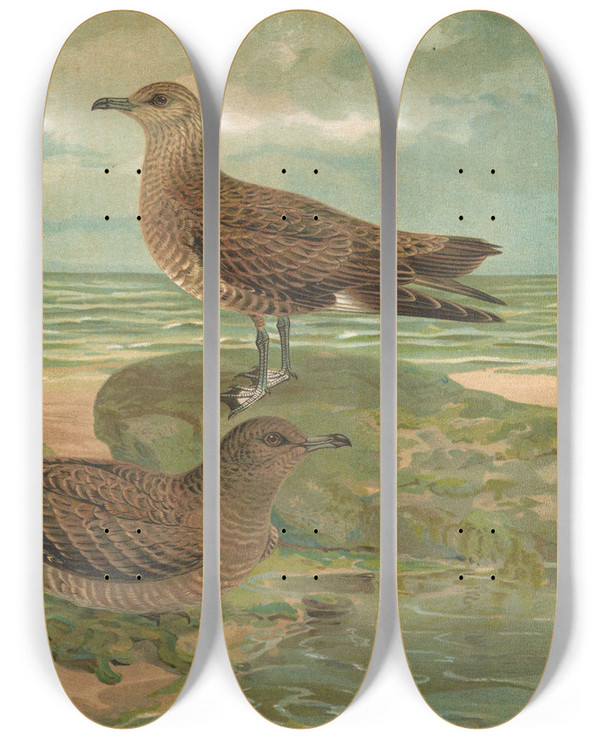 Triptych art skateboard deck of Johann Friedrich Naumann Stercorarius Parasiticus Stercorarius Pomarinus Mittlere Raubmve Stercorarius Longicaudus Vieill by Johann Friedrich Naumann (1780-1857)