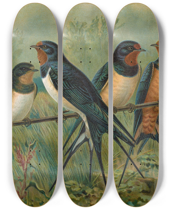 Triptych art skateboard deck of Johann Friedrich Naumann Hirundo Rustica Hirundo Rustica Savignii by Johann Friedrich Naumann (1780-1857)