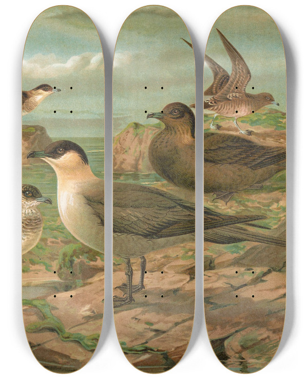 Triptych art skateboard deck of Johann Friedrich Naumann Stercorarius Longicaudus Vieill Stercorarius Parasiticus by Johann Friedrich Naumann (1780-1857)