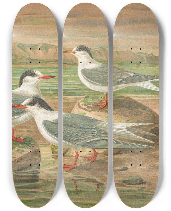 Triptych art skateboard deck of Johann Friedrich Naumann Sterna Minuta Sterna Macrura Sterna Hirundo_1 by Johann Friedrich Naumann (1780-1857)