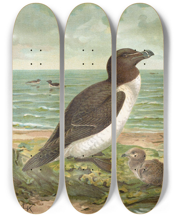 Triptych art skateboard deck of Johann Friedrich Naumann Alca Torda_2 by Johann Friedrich Naumann (1780-1857)