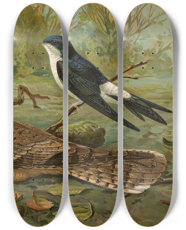 Triptych art skateboard deck of Johann Friedrich Naumann Chelidonaria Urbica Caprimulgus Aegyptius Lichtenstein by Johann Friedrich Naumann (1780-1857)