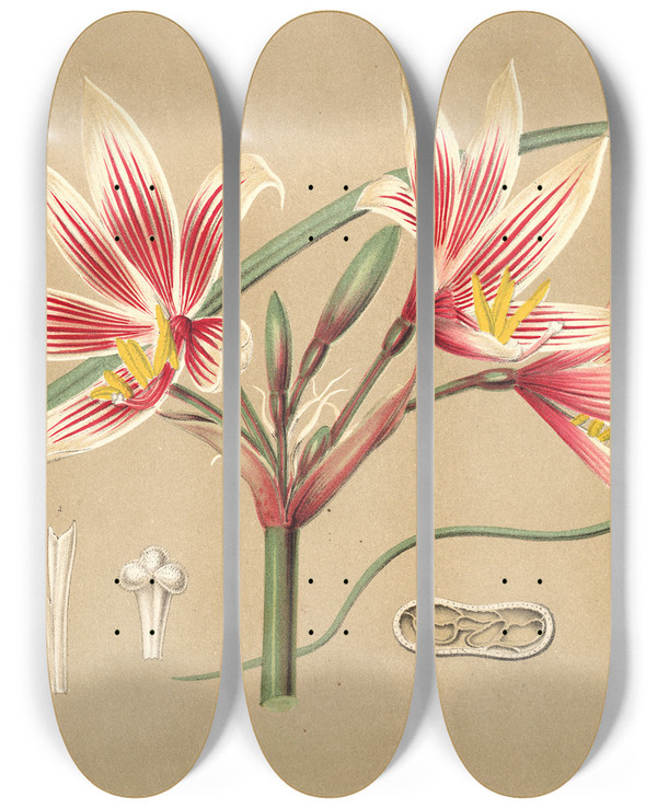 Triptych art skateboard deck of Charles Antoine Lemaire Placea Grandiflora by Charles Antoine Lemaire (1800-1871)