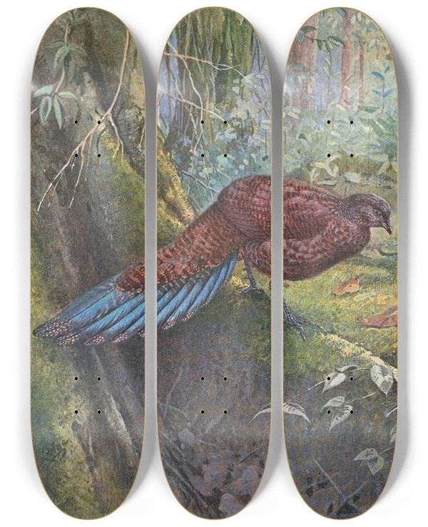 Triptych art skateboard deck of George Edward Lodge Sumatra Bronzetailed Peacock Pheasant by George Edward Lodge (1860-1954)