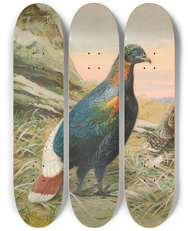 Triptych art skateboard deck of George Edward Lodge Sclaters Impeyan Pheasant by George Edward Lodge (1860-1954)