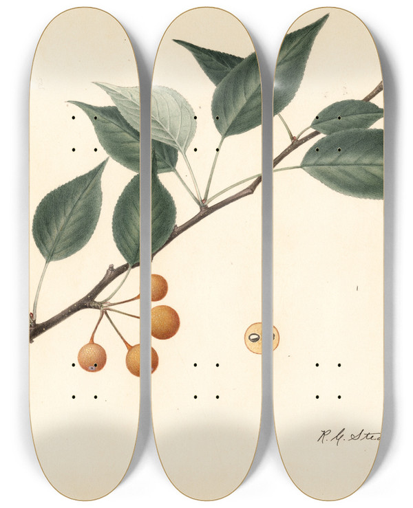 Triptych art skateboard deck of Royal Charles Steadman Pyrus Communis_1 by Royal Charles Steadman (1875-1964)