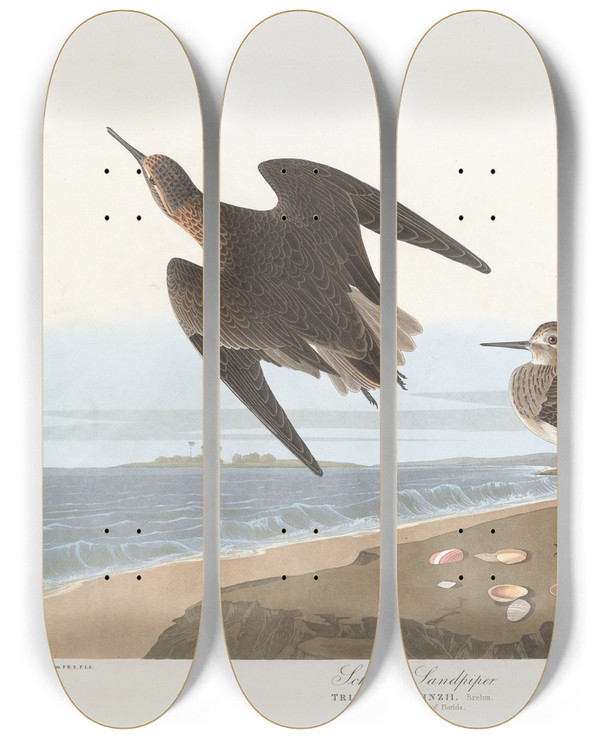 Triptych art skateboard deck of John James Audubon Schinzs Sandpiper by John James Audubon (1785-1851)
