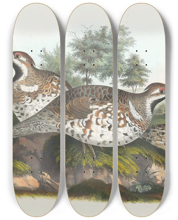 Triptych art skateboard deck of Daniel Giraud Elliot Hazel Grouse by Daniel Giraud Elliot (1835-1915)