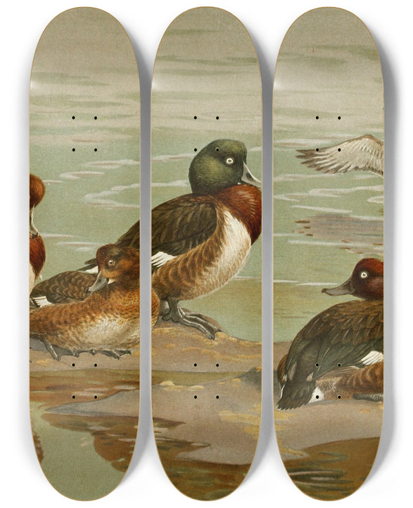 Triptych art skateboard deck of Allan Brooks Whiteeyed Duckbaers Pochardmadagascan Whiteeyed Duck by Allan Brooks (1869-1946)