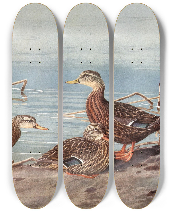 Triptych art skateboard deck of Allan Brooks Florida Dusky Duck Mexican Duck by Allan Brooks (1869-1946)