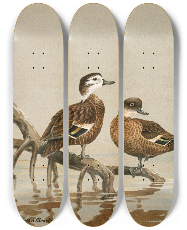 Triptych art skateboard deck of Allan Brooks Andaman Teal Hottentot Teal by Allan Brooks (1869-1946)