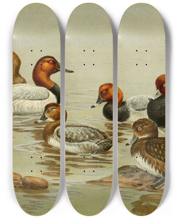 Triptych art skateboard deck of Allan Brooks Common Pochard by Allan Brooks (1869-1946)