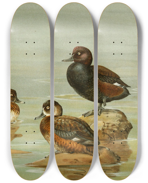 Triptych art skateboard deck of Allan Brooks Australian Whiteeyed Duck Southern Pochard by Allan Brooks (1869-1946)