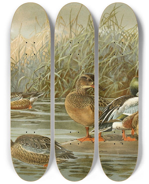Triptych art skateboard deck of Allan Brooks Shoveller by Allan Brooks (1869-1946)