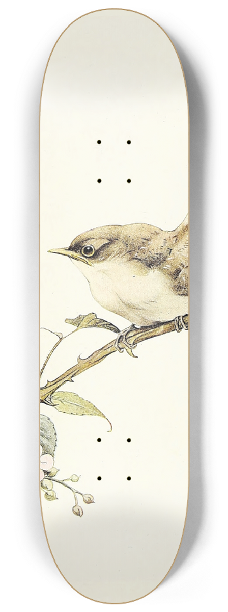 Edward Julius Detmold - The Whitethroat 8.25 inch art skate deck