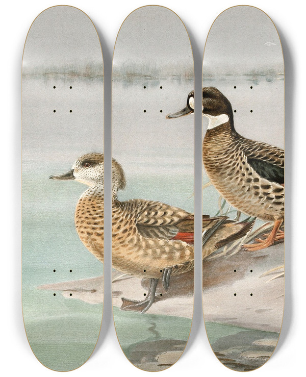 Triptych art skateboard deck of Allan Brooks Crested Duck Bronzewinged Duck by Allan Brooks (1869-1946)