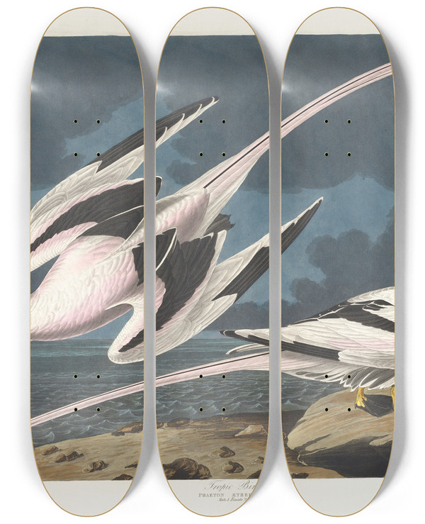 Triptych art skateboard deck of John James Audubon Tropic Bird by John James Audubon (1785-1851)