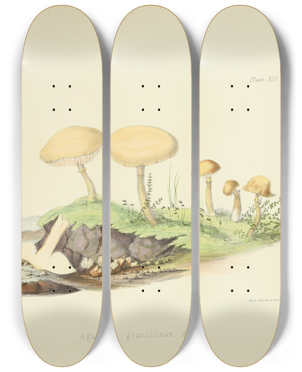 Triptych art skateboard deck of Anna Maria Hussey Illustrations Of British Mycology Pl45 by Anna Maria Hussey (1805-1853)