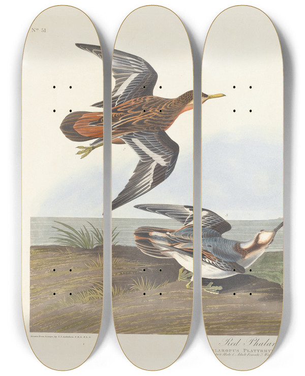 Triptych art skateboard deck of John James Audubon Red Phalarope by John James Audubon (1785-1851)