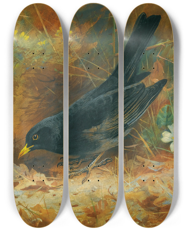 Triptych art skateboard deck of Archibald Thorburn Blackbird by Archibald Thorburn (1860-1935)