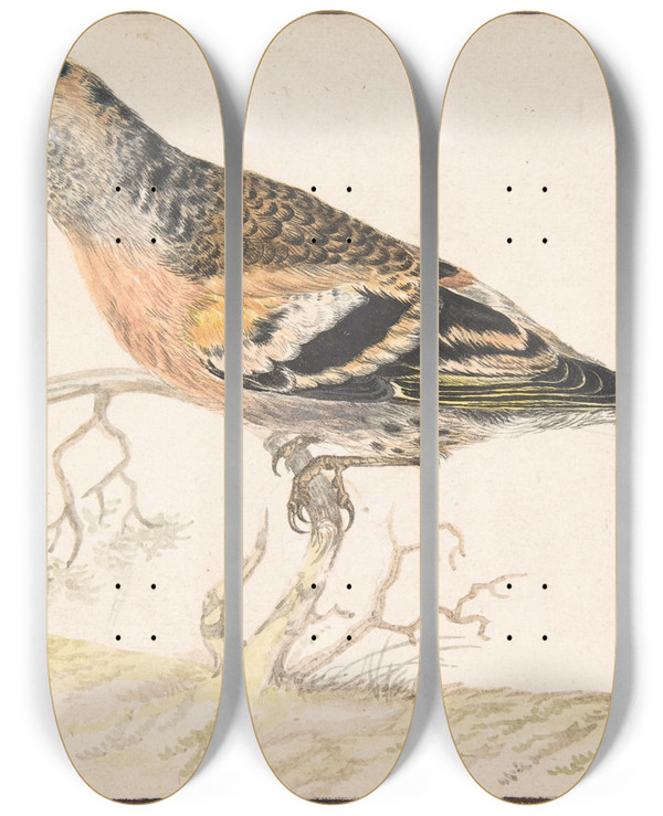 Triptych art skateboard deck of Gerardus Van Veen Bramling Fringilla Montifringilla by Gerardus van Veen (1620-1683)