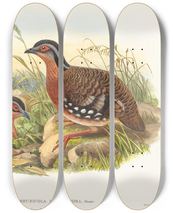 Triptych art skateboard deck of John Gould Rufousbreasted Bamboo Partridge Bambusicola Hyperythra by John Gould (1804-1881)