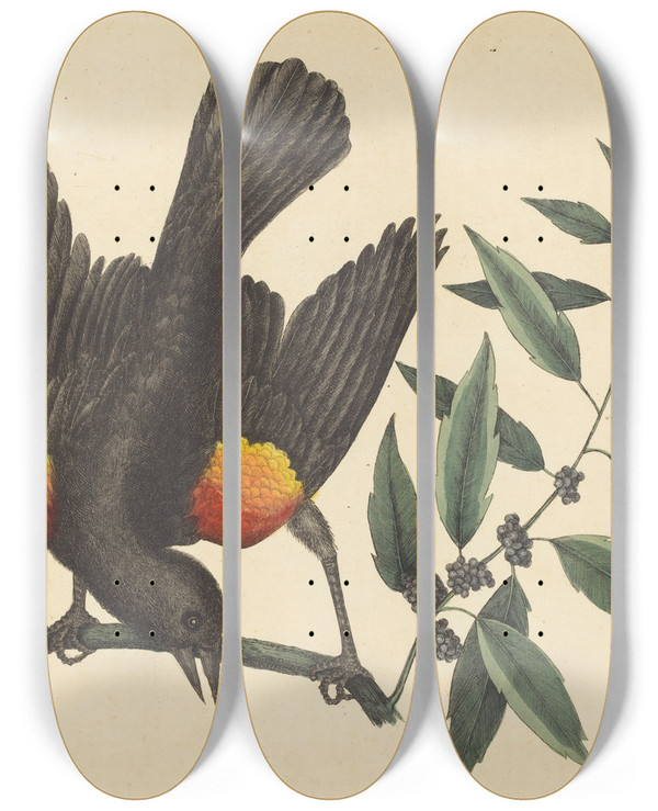 Triptych art skateboard deck of Mark Catesby The Red Winged Starling Oriolus Phoeniceus by Mark Catesby (1683-1749)
